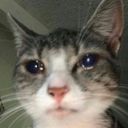 cchaai's profile picture
