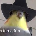 artduck's profile picture