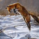 andrew_ellis's profile picture