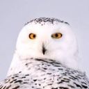 bright911sc's profile picture