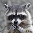 trashgoblin's profile picture