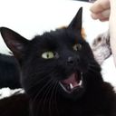 scooterpengie's profile picture