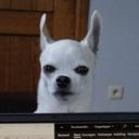 synandy's profile picture