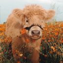minshii's profile picture