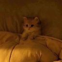 iamnotbonkers's profile picture