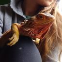 agavethesandwing's profile picture