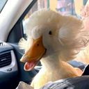 nezzduck's profile picture