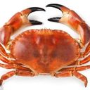 likepans's profile picture