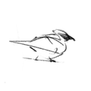 pequenoreptil's profile picture