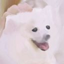dosireh_'s profile picture