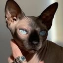 hellhound's profile picture