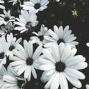 greta_art's profile picture