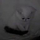 hellonicepeople's profile picture