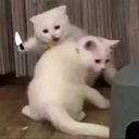 doufu's profile picture