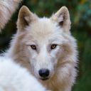 paco_the_husky's profile picture