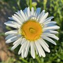 yana_flower's profile picture