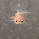 azureryn's profile picture