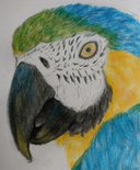 Lusiuna's profile picture