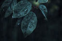 Leafyboii's profile picture