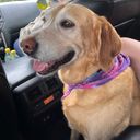 Luna12's profile picture