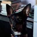 lexirexie's profile picture