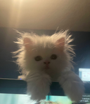 Krutoykot's profile picture