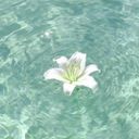lily_flowerofthering's profile picture